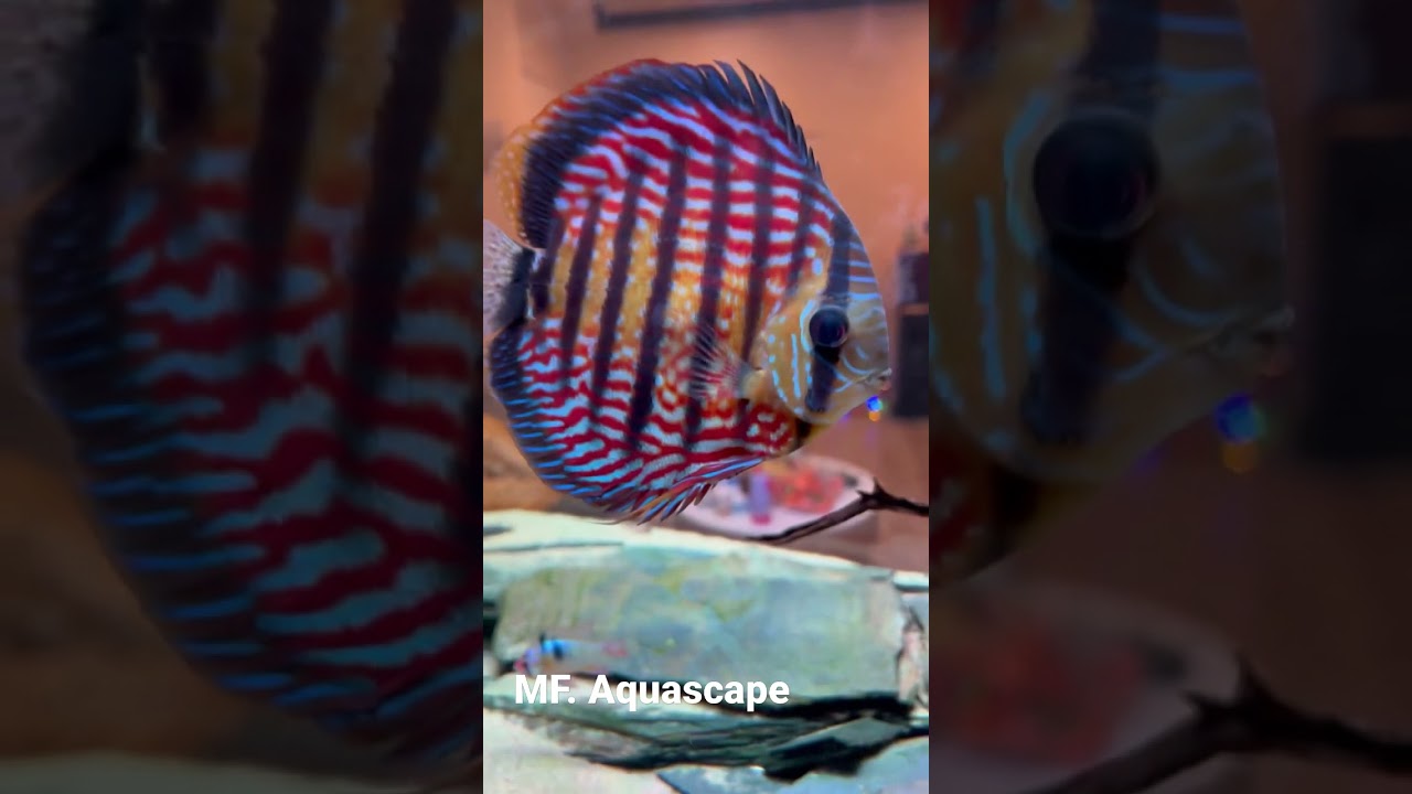 Detail Ikan Discus Aquascape Nomer 12