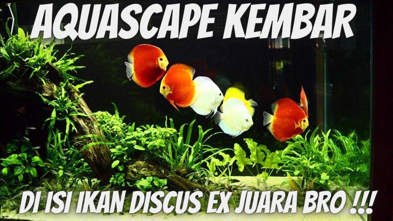 Detail Ikan Discus Aquascape Nomer 13