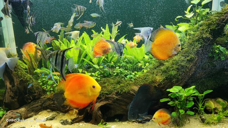 Detail Ikan Discus Aquascape Nomer 3