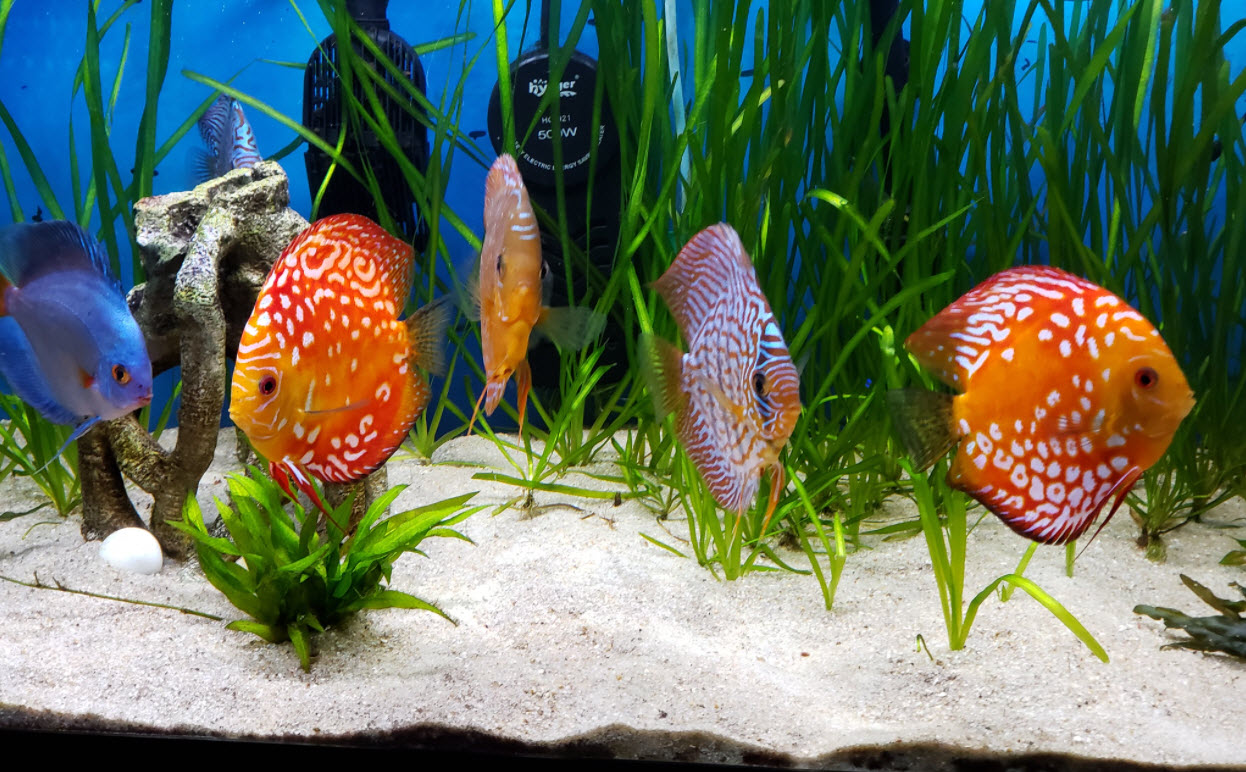 Detail Ikan Discus Aquascape Nomer 21