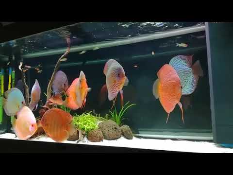 Detail Ikan Discus Aquascape Nomer 4