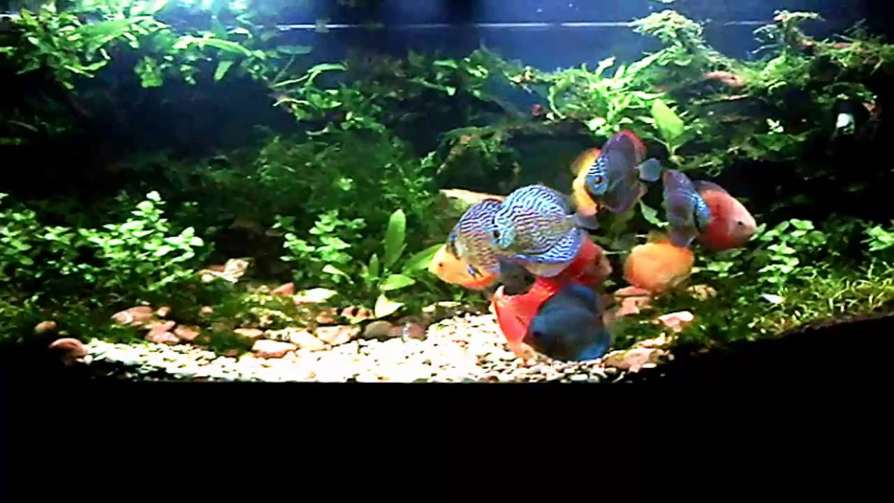 Detail Ikan Discus Aquascape Nomer 23