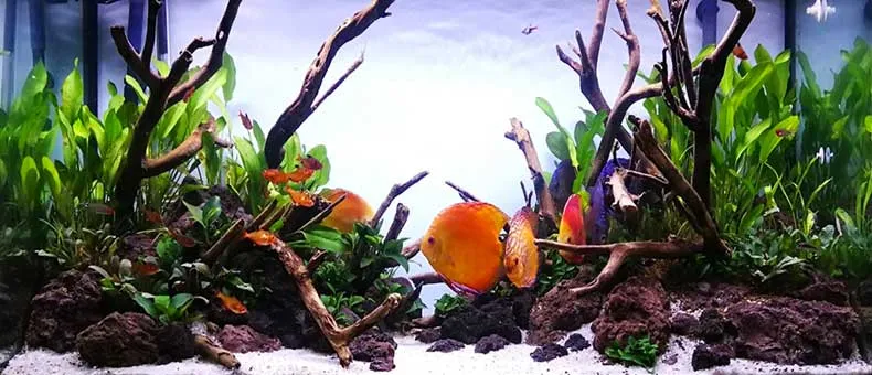 Detail Ikan Discus Aquascape Nomer 32