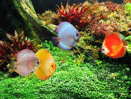 Detail Ikan Discus Aquascape Nomer 39