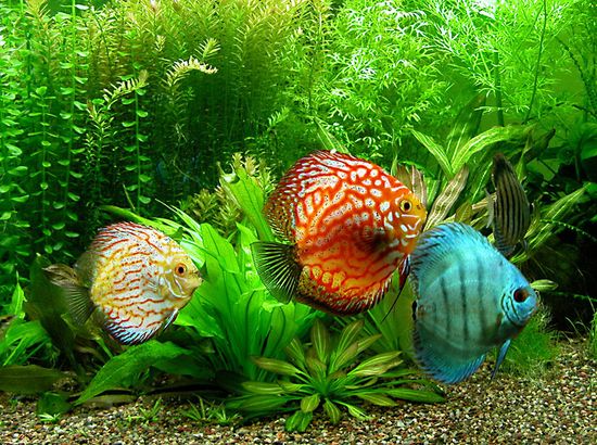 Detail Ikan Discus Aquascape Nomer 40