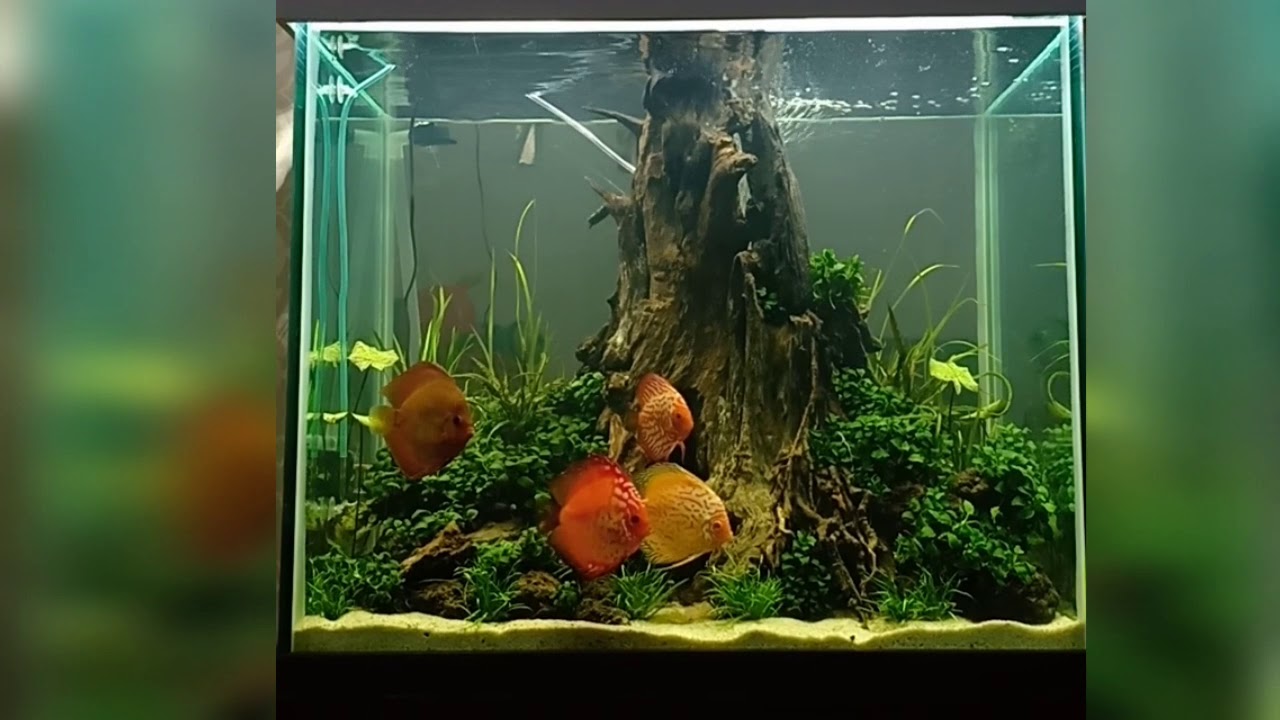 Detail Ikan Discus Aquascape Nomer 6