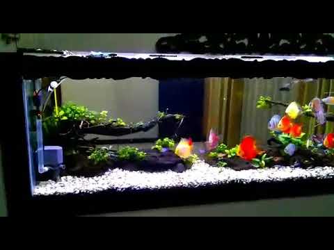 Detail Ikan Discus Aquascape Nomer 8