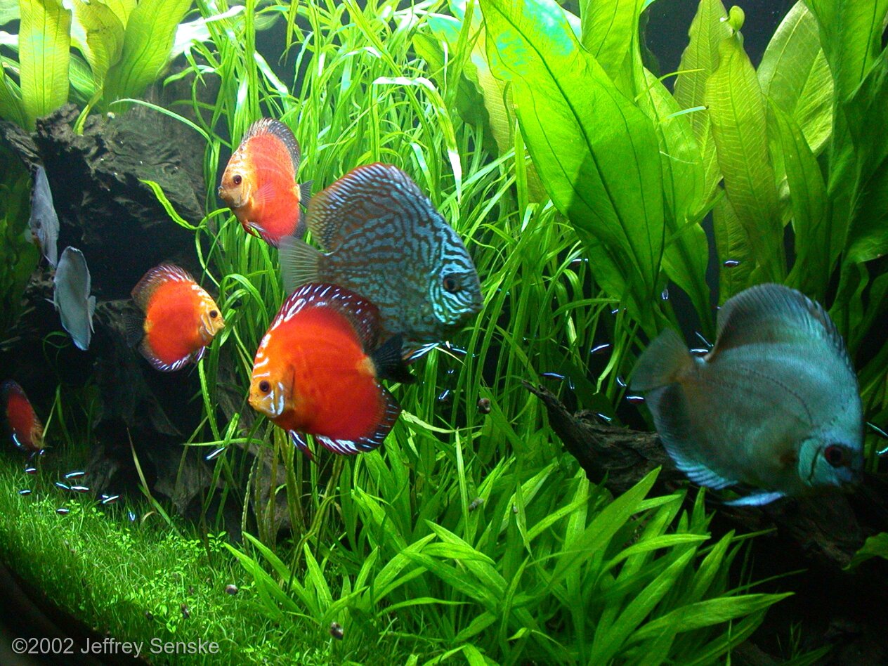 Detail Ikan Discus Aquascape Nomer 9