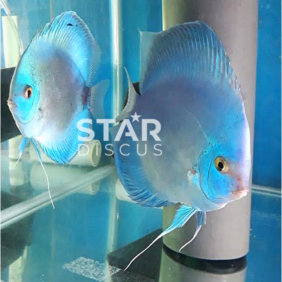 Detail Ikan Discus Blue Diamond Nomer 11