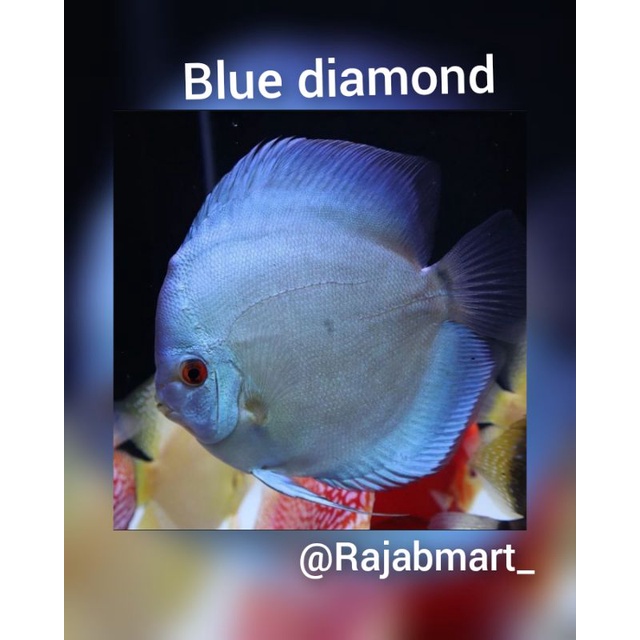 Detail Ikan Discus Blue Diamond Nomer 25