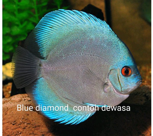 Detail Ikan Discus Blue Diamond Nomer 28