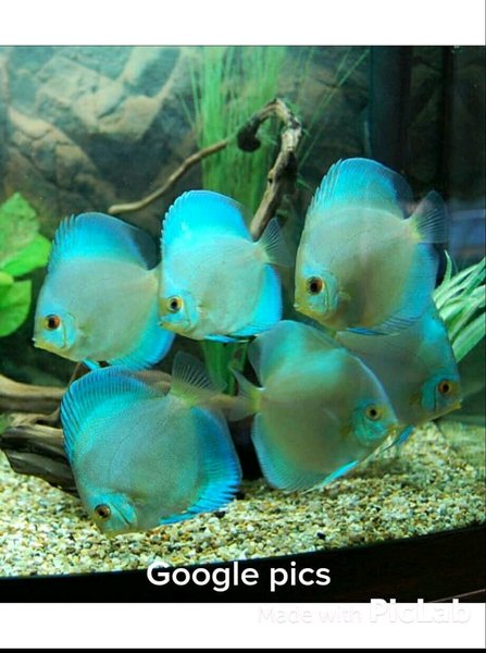 Detail Ikan Discus Blue Diamond Nomer 5