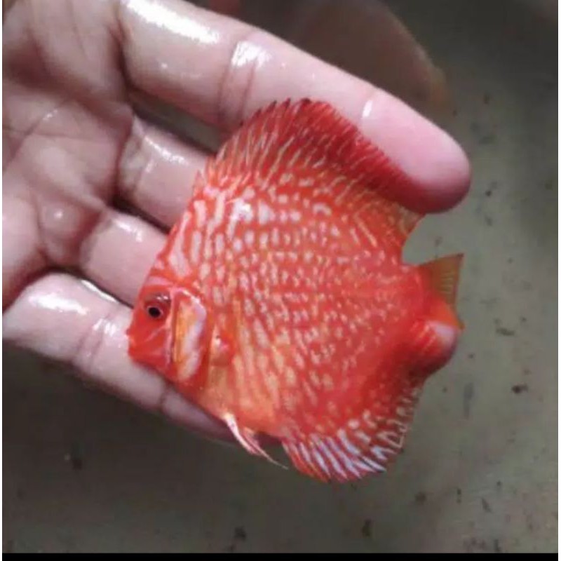 Ikan Discus Murah - KibrisPDR