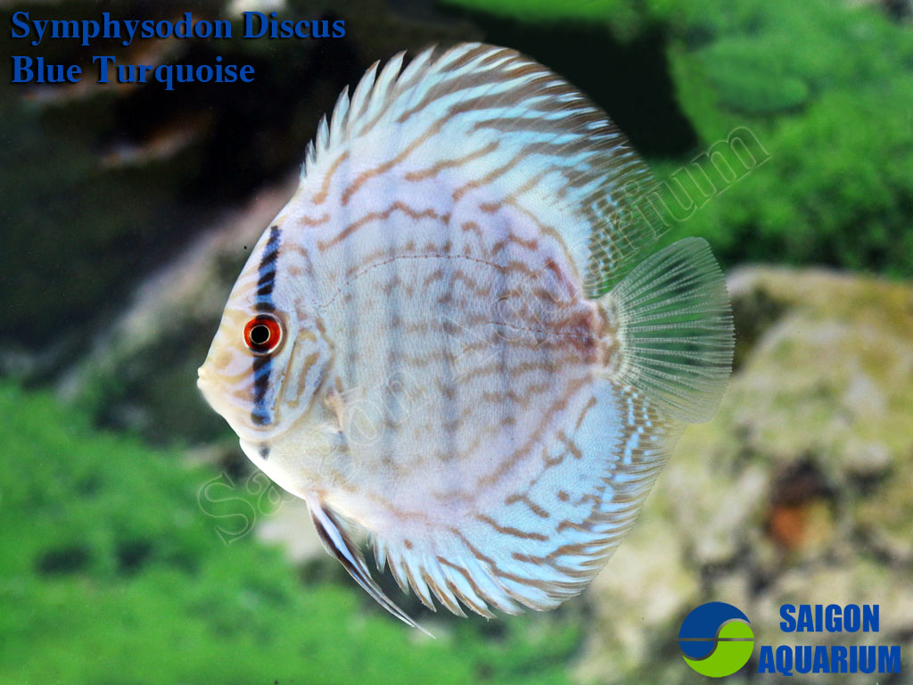 Detail Ikan Discus Turquoise Nomer 30