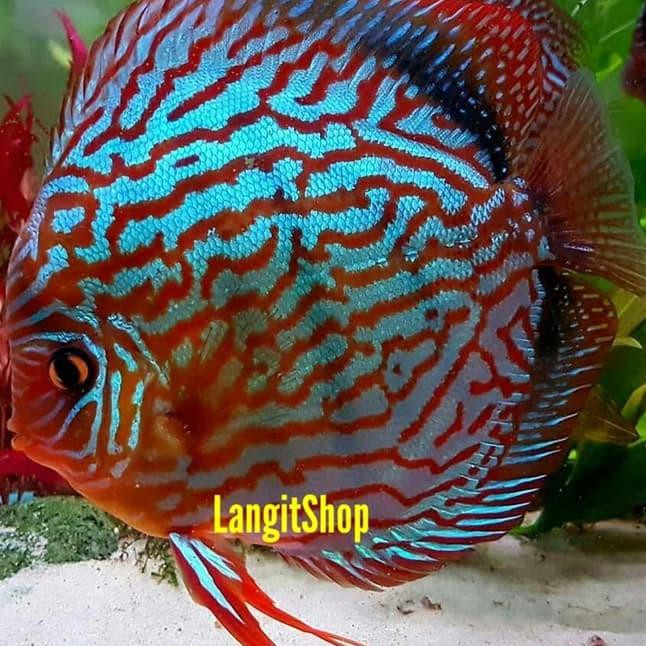 Detail Ikan Discus Turquoise Nomer 35