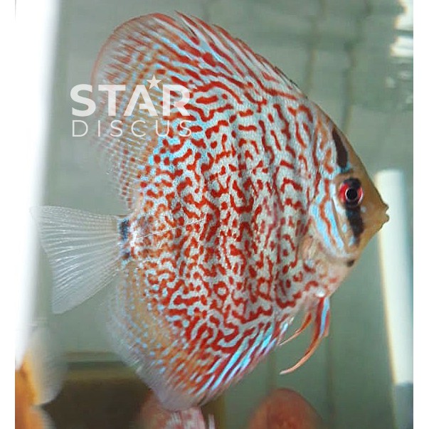 Detail Ikan Discus Turquoise Nomer 49