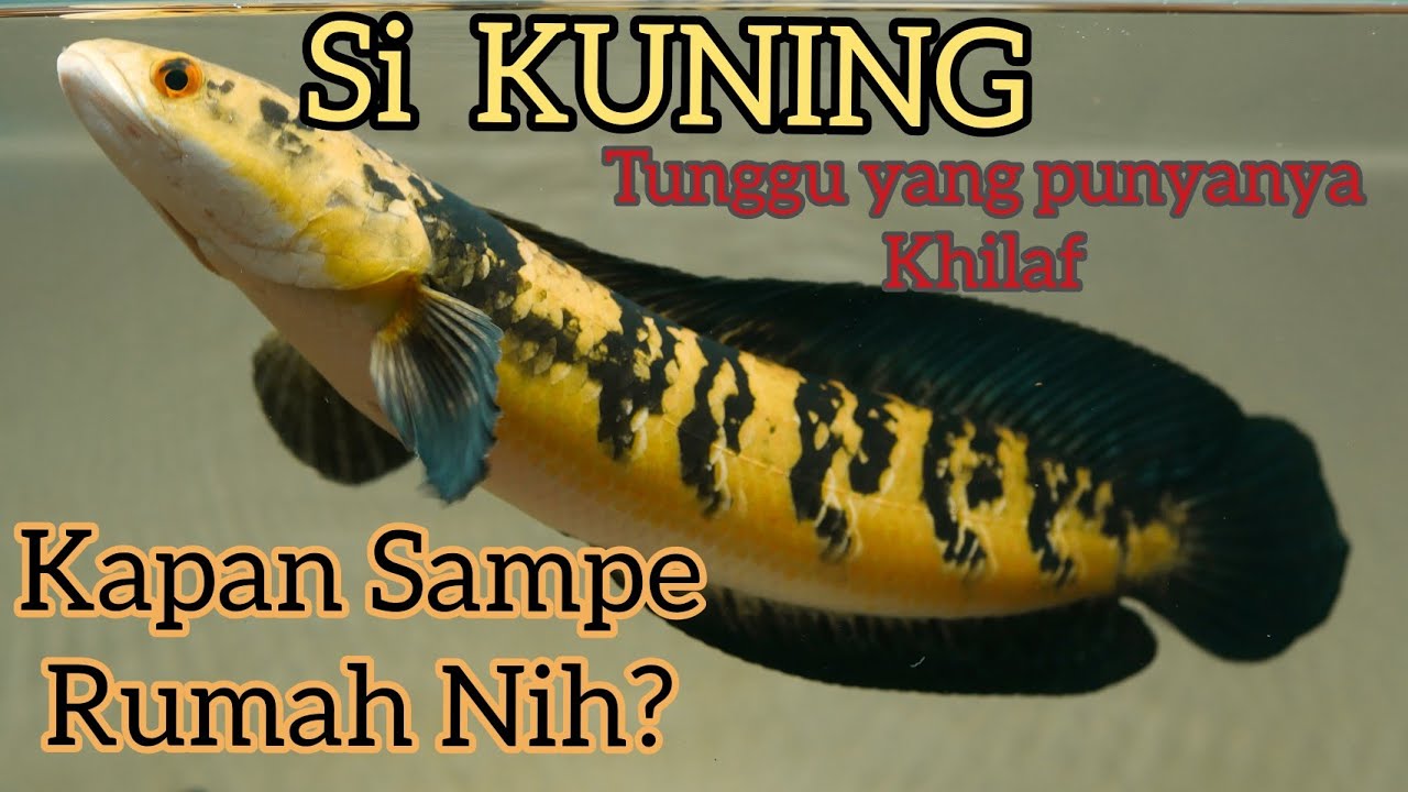 Detail Ikan Gabus Warna Warni Nomer 25