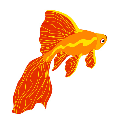 Detail Ikan Golden Fish Nomer 11