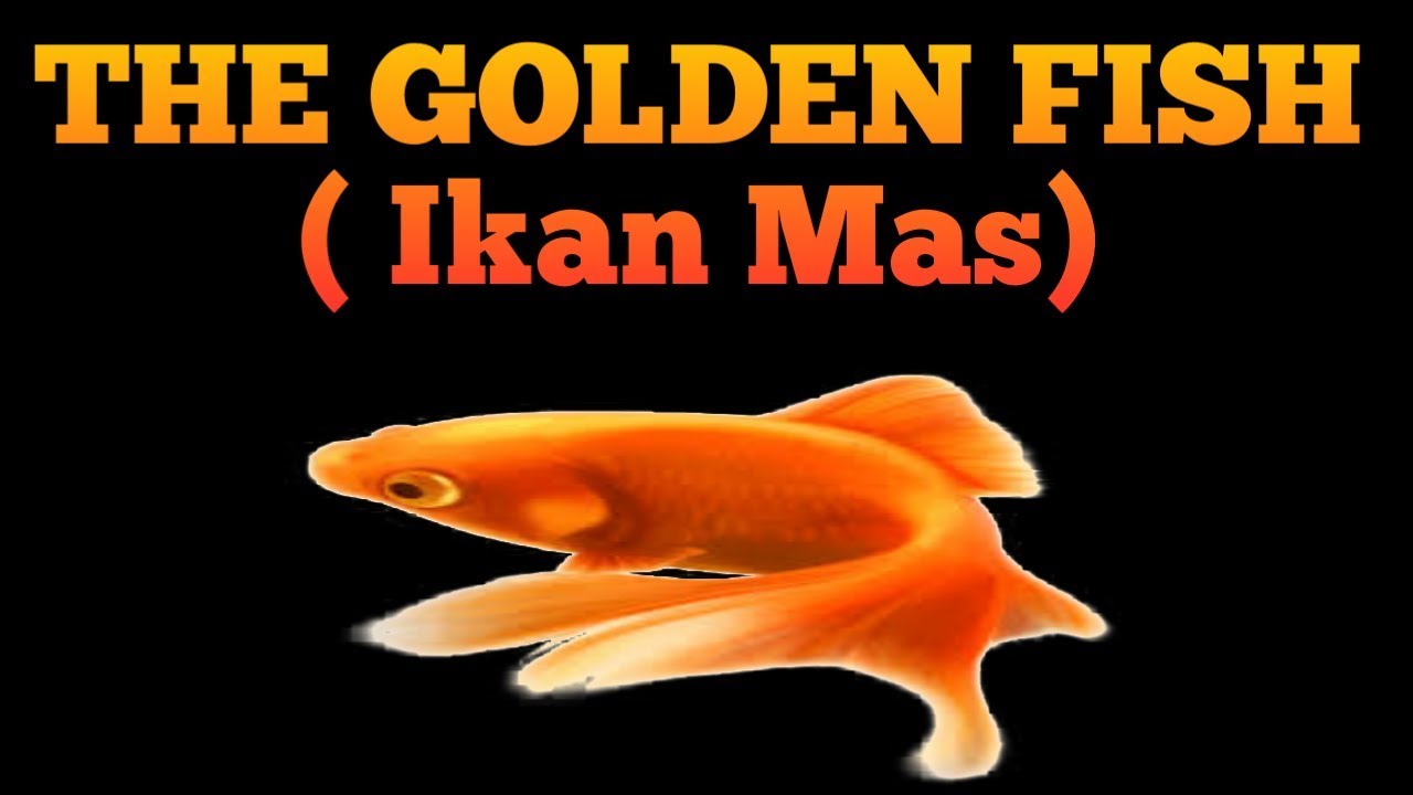 Detail Ikan Golden Fish Nomer 2