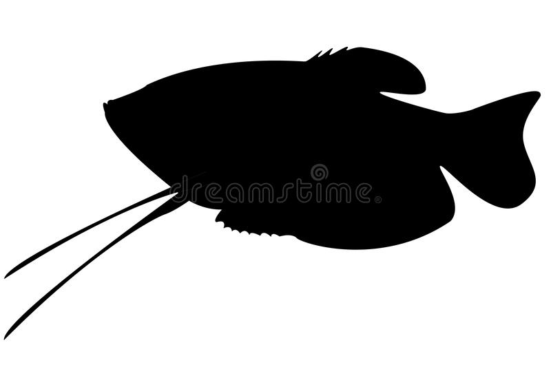 Detail Ikan Gurame Vector Nomer 11