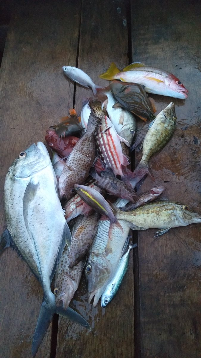 Ikan Hasil Mancing Di Laut - KibrisPDR