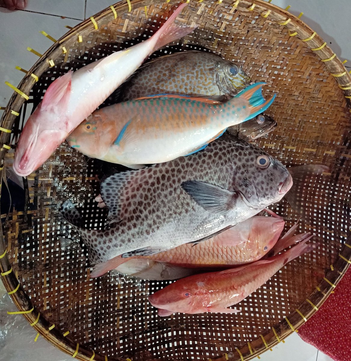 Detail Ikan Hasil Mancing Di Laut Nomer 2