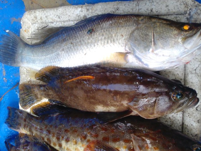 Detail Ikan Hasil Mancing Di Laut Nomer 9