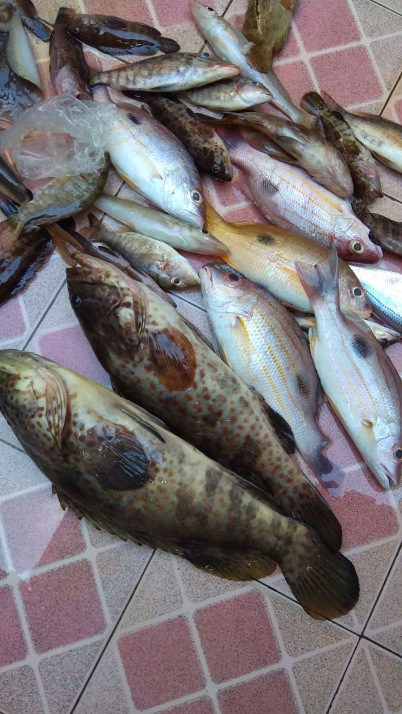 Detail Ikan Hasil Mancing Di Laut Nomer 10