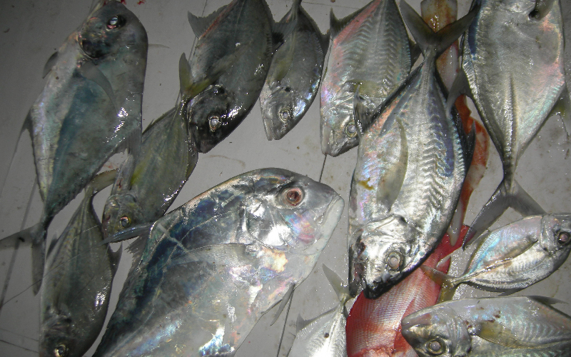 Detail Ikan Hasil Mancing Di Laut Nomer 11