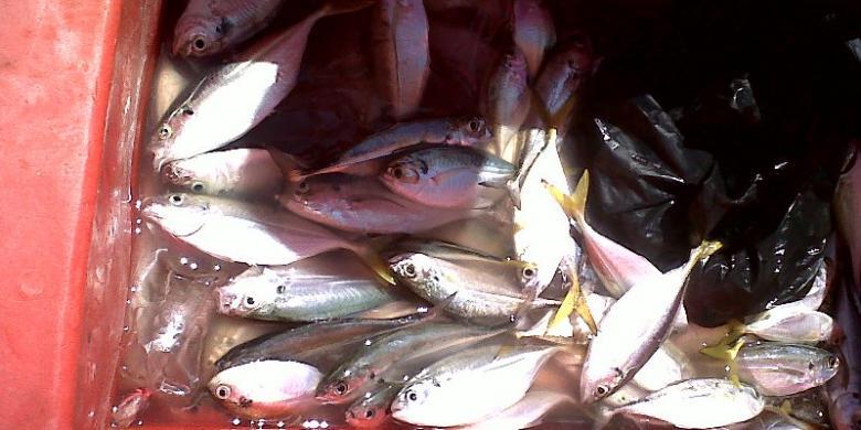 Detail Ikan Hasil Mancing Di Laut Nomer 12