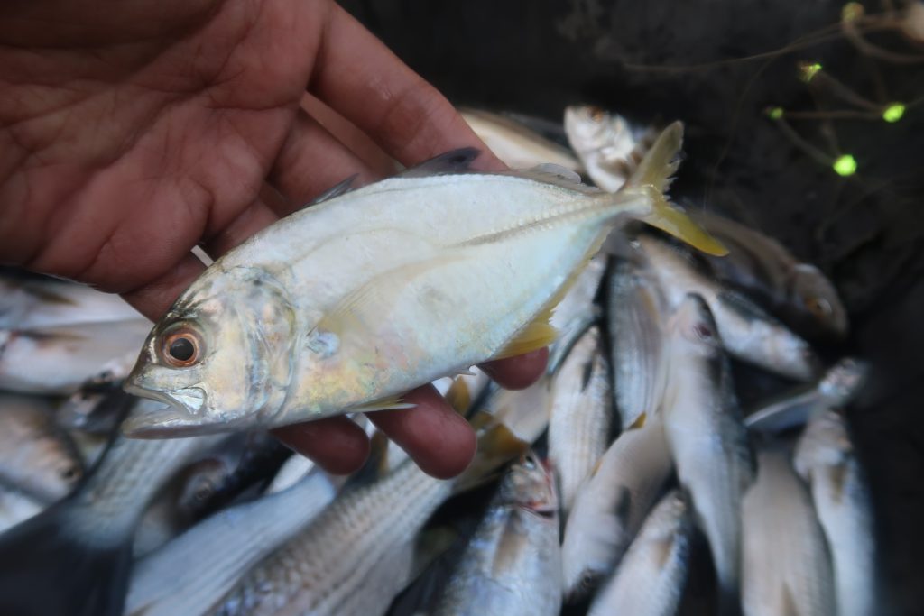 Download Ikan Hasil Mancing Di Laut Nomer 14