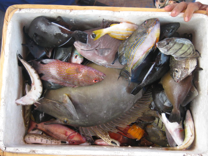 Detail Ikan Hasil Mancing Di Laut Nomer 15