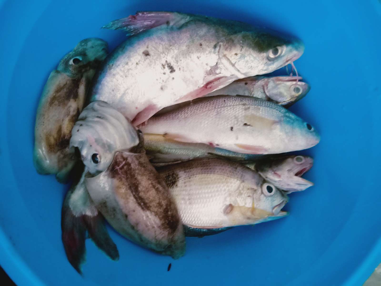 Detail Ikan Hasil Mancing Di Laut Nomer 17