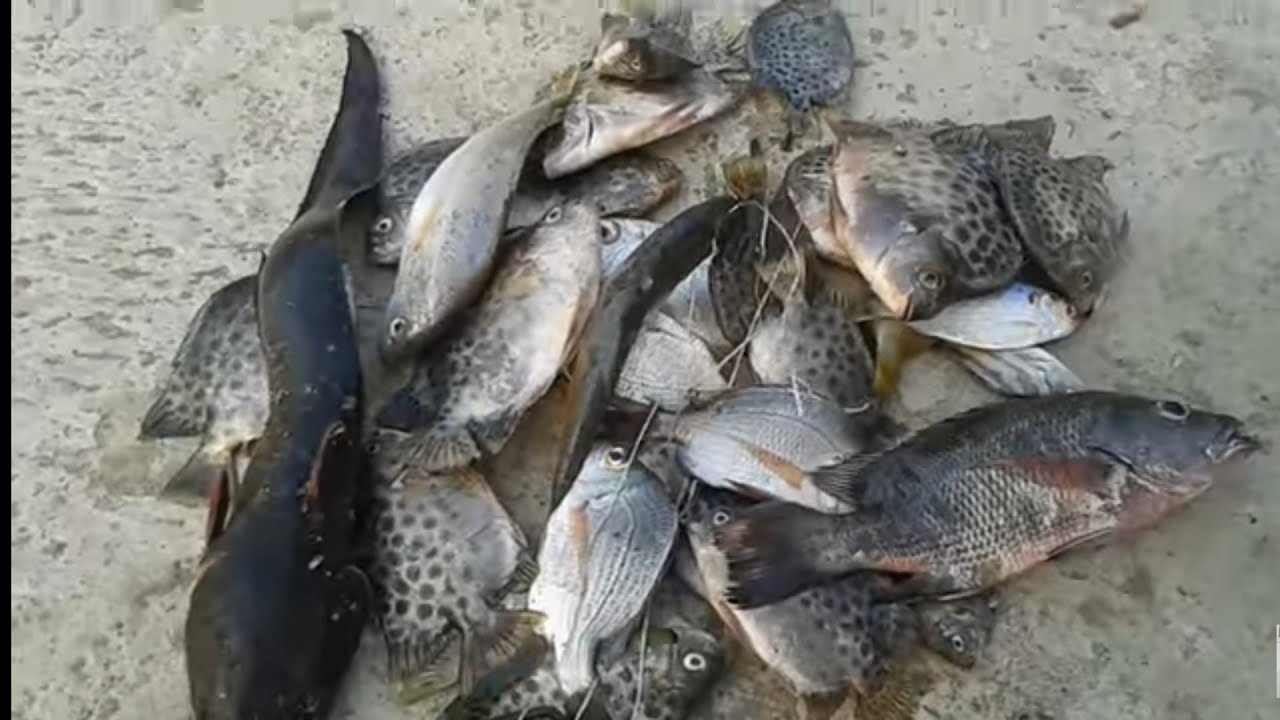 Detail Ikan Hasil Mancing Di Laut Nomer 18