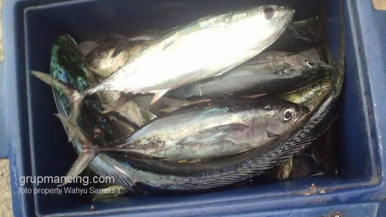 Detail Ikan Hasil Mancing Di Laut Nomer 21