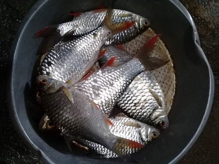 Detail Ikan Hasil Mancing Di Laut Nomer 34