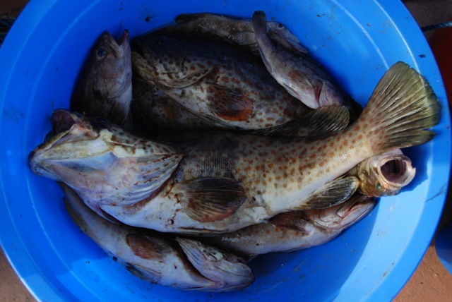 Detail Ikan Hasil Mancing Di Laut Nomer 35