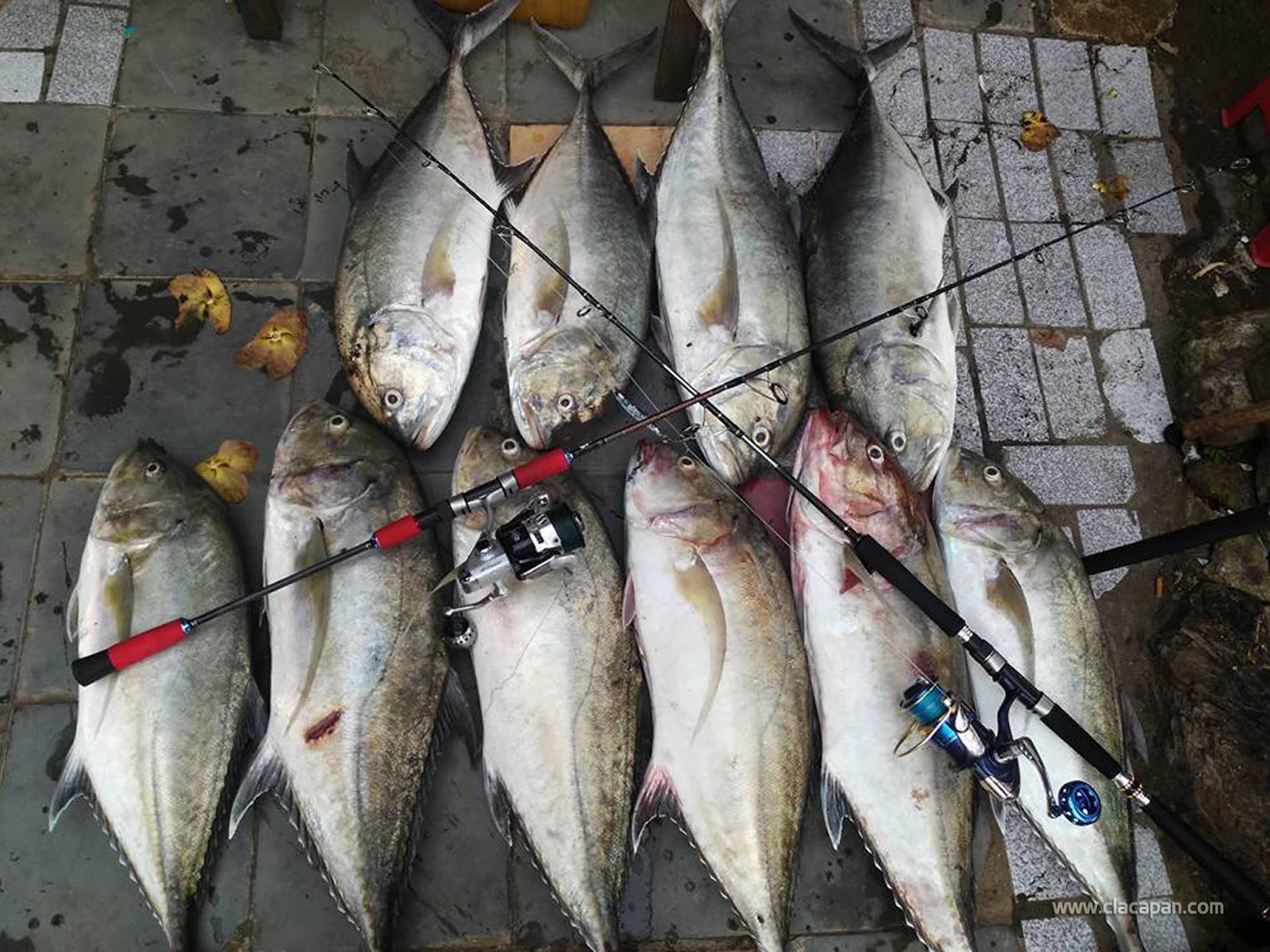 Detail Ikan Hasil Mancing Di Laut Nomer 40