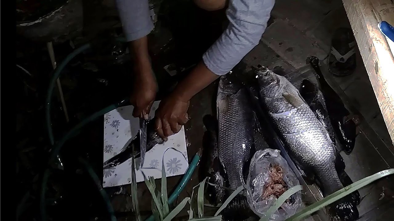 Detail Ikan Hasil Mancing Di Laut Nomer 5