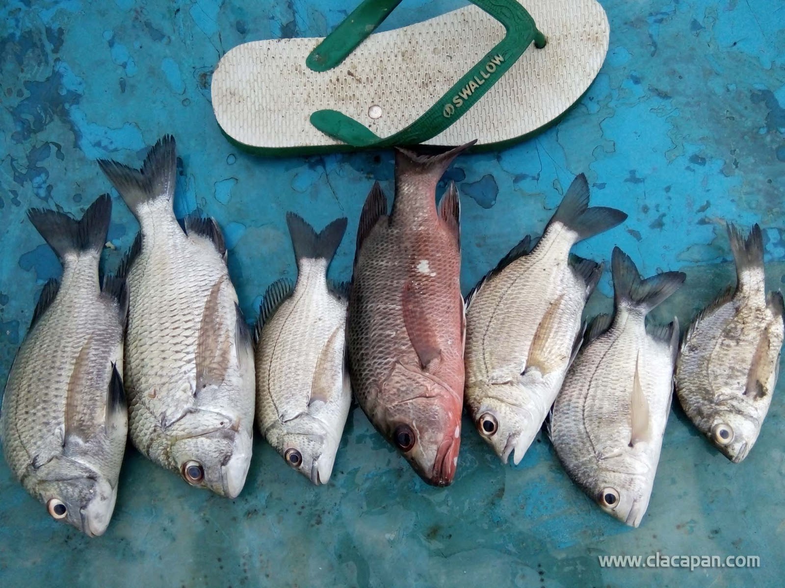 Detail Ikan Hasil Mancing Di Laut Nomer 43