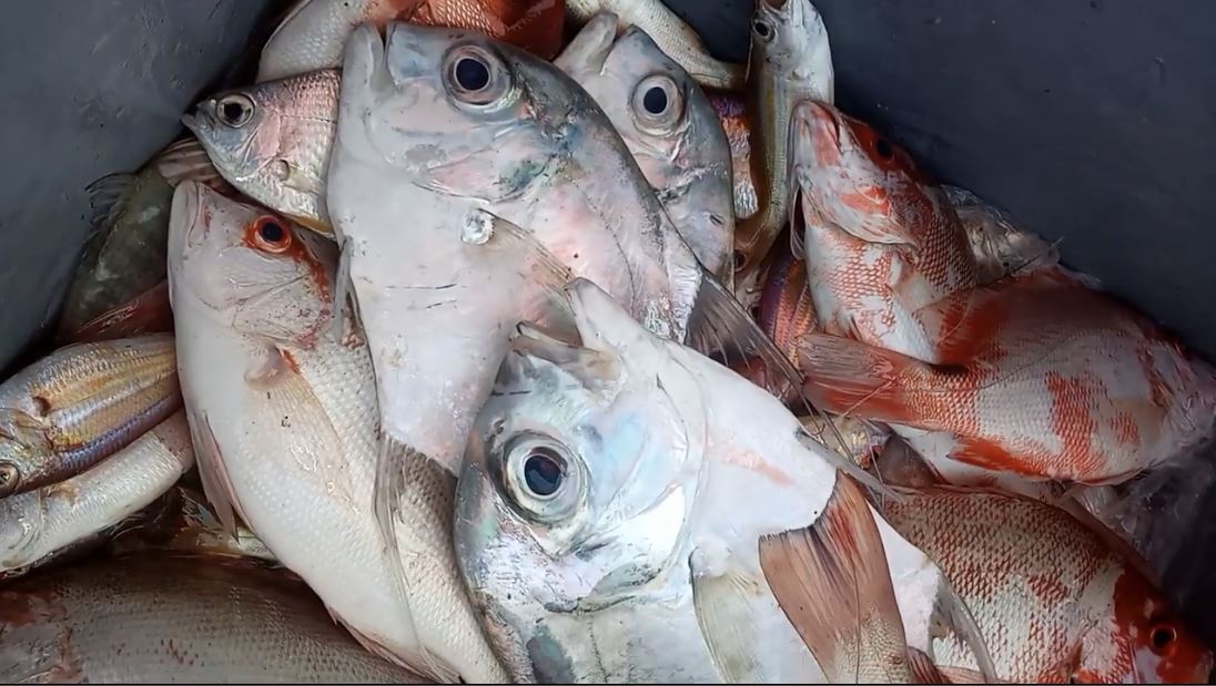 Detail Ikan Hasil Mancing Di Laut Nomer 6