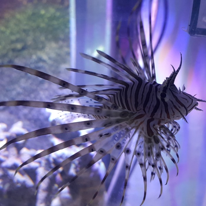 Ikan Hias Air Laut Lion Fish - KibrisPDR