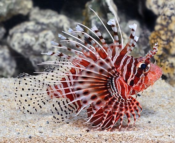 Detail Ikan Hias Air Laut Lion Fish Nomer 10