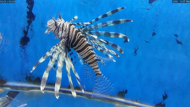 Detail Ikan Hias Air Laut Lion Fish Nomer 16