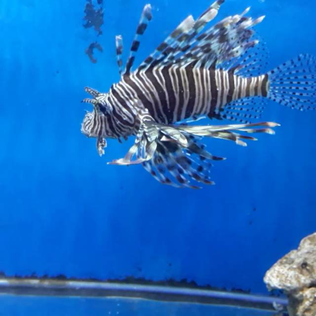 Detail Ikan Hias Air Laut Lion Fish Nomer 3