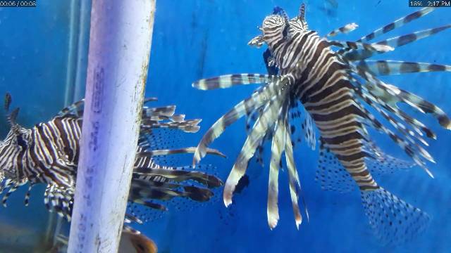 Detail Ikan Hias Air Laut Lion Fish Nomer 18