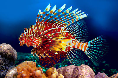 Detail Ikan Hias Air Laut Lion Fish Nomer 23