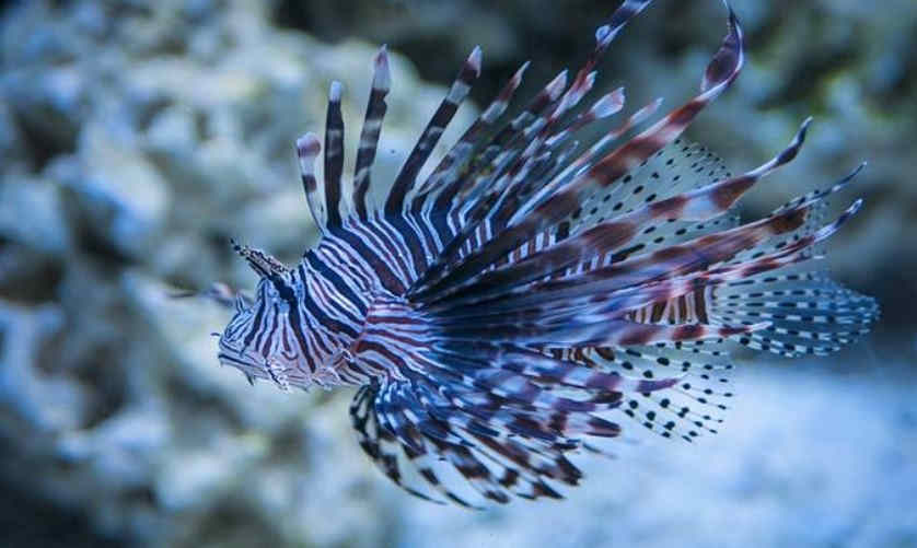 Detail Ikan Hias Air Laut Lion Fish Nomer 4