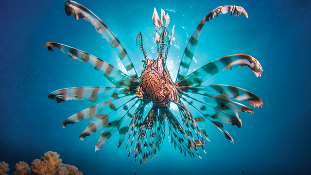 Detail Ikan Hias Air Laut Lion Fish Nomer 37