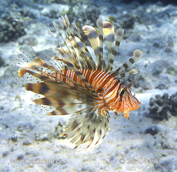 Detail Ikan Hias Air Laut Lion Fish Nomer 38